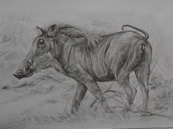 prasa bradavičnaté-ceruza