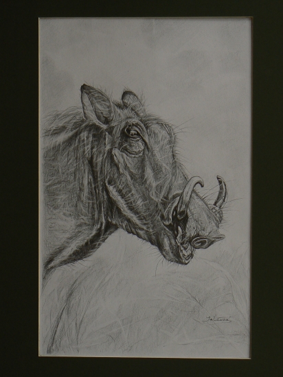 prasa bradavičnaté II-ceruza