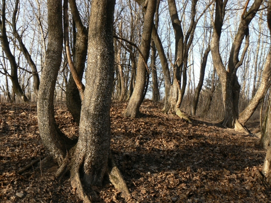 na území pokojnej  zony