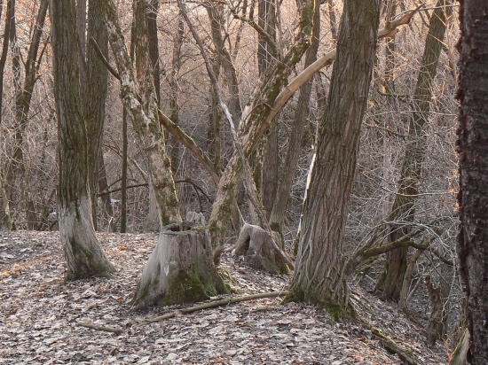 podvečerné potulky