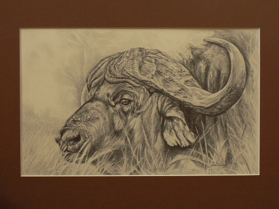 kaferský byvol-ceruza