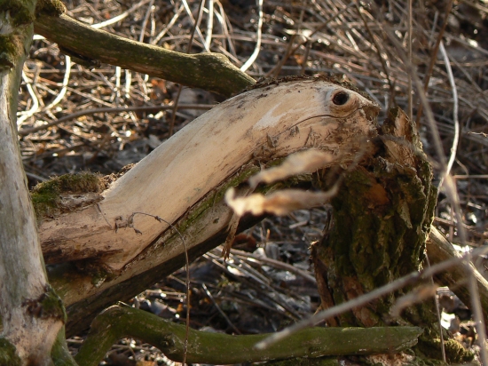 tukan z voľnej prírody