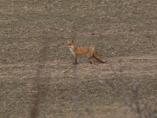 kmotra vyšla si  na lov