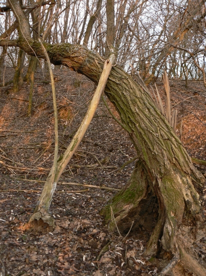 had