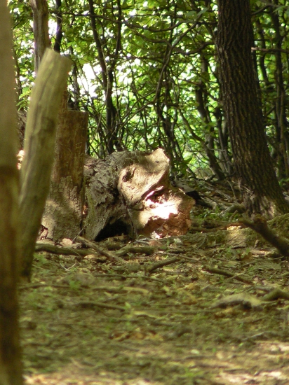 žgeriaca sa hlava čudného tvora v lesnom tichu