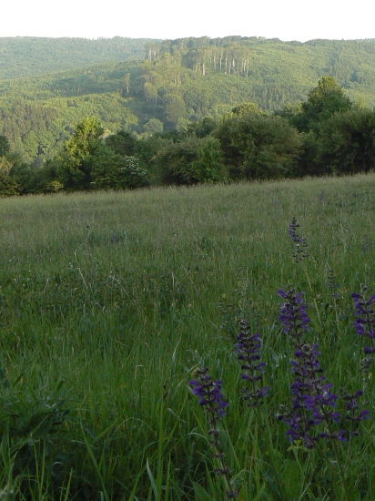 v lone prírody