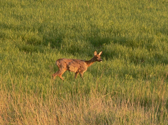 kabátik