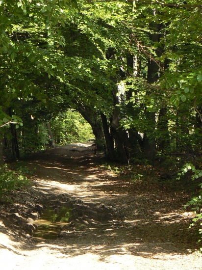 lesným tunelom
