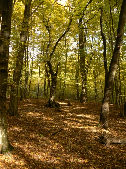 pozvanie ..
