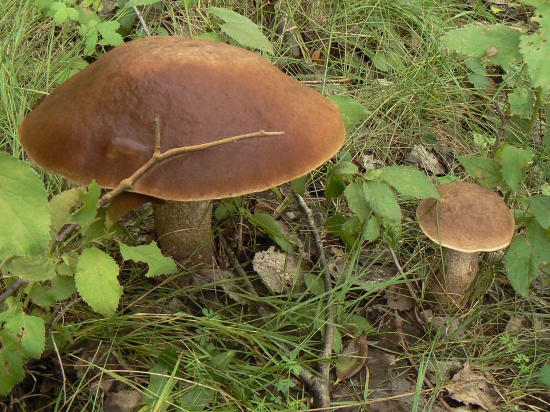 o,ten ale vyrástol!