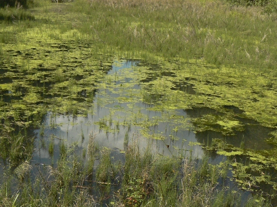 ...bažinami
