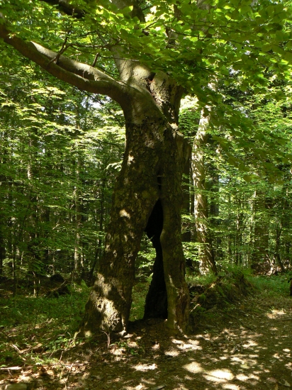 tunelový