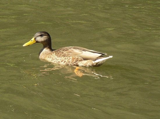 záber