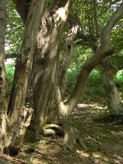 v krajine hrabov