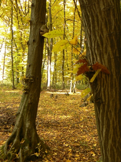 v  jesennom habituse