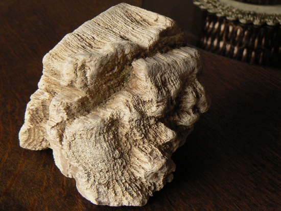 ďalší kúsok skamenelého dreva