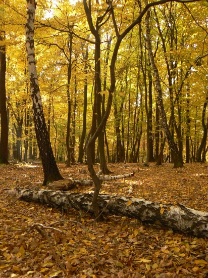 les v teplých farbách