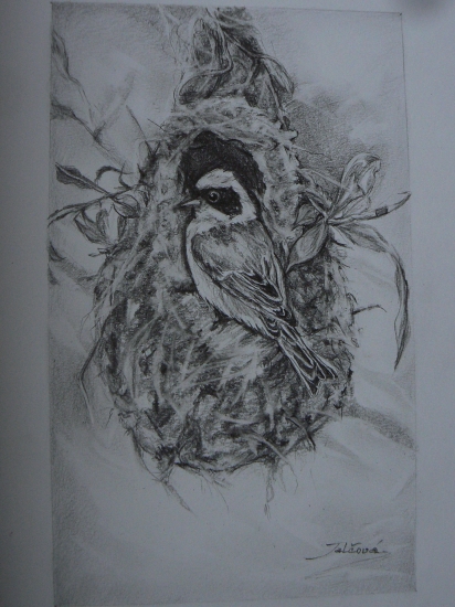 kúdelnička lužná