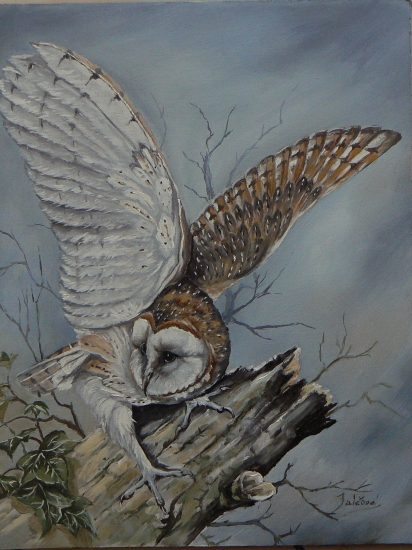 plamienka driemavá-olej