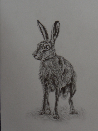 portrét zajac-momentka