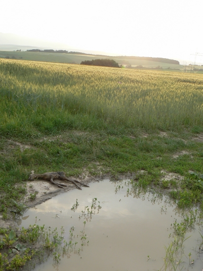 predčasný koniec začínajúceho života -utopené v mláke