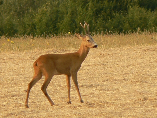 vyšiel pomaly-potichu,ani si ma veľmi nevšímal