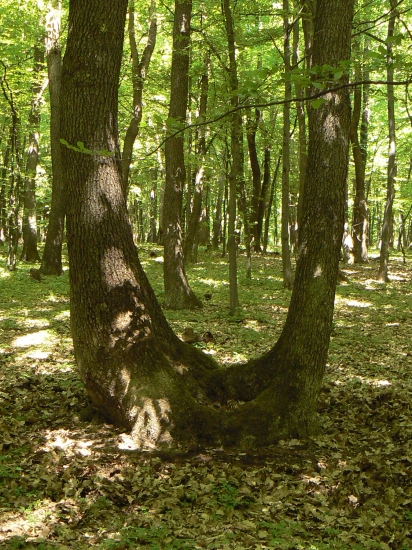 sedačkový