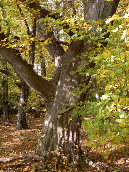 les prefarbuje