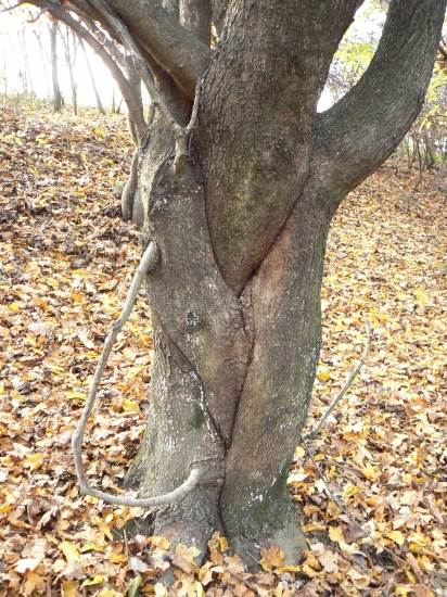 Raritka-spletený s vývodom