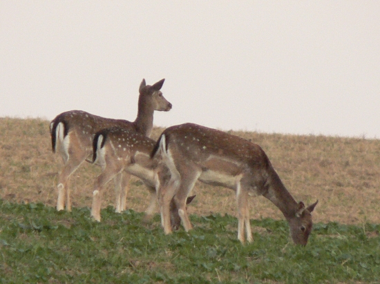 v podvečer na paši