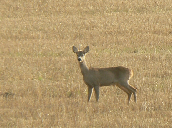 už len s jedným...