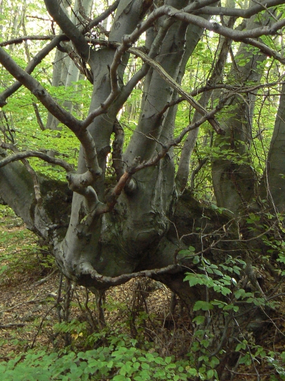 v  ríši rozprávok