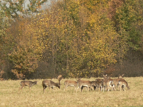 v danielej spoločnosti