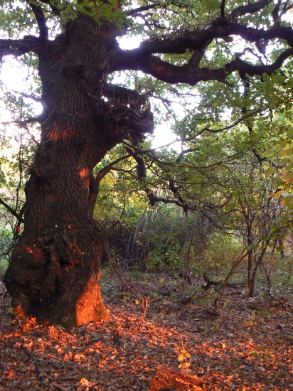 dub v plameňoch zapadajúceho slnka