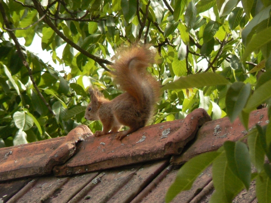 promenáda na streche