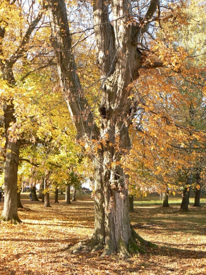 zámocký  park v  jesenných  farbách