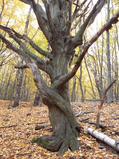 lesom s otvorenými očami..