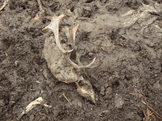 menej vábivý pohľad-úhyn daniela