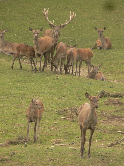 spoločná s kráľom