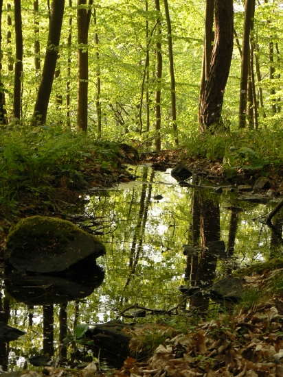 v lone vihorlatskej prírody