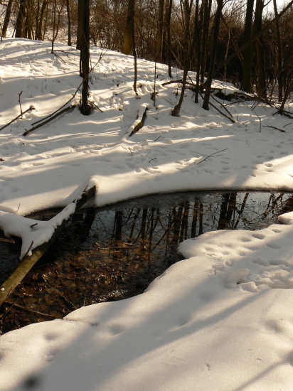 čaro lesnej  tôňky