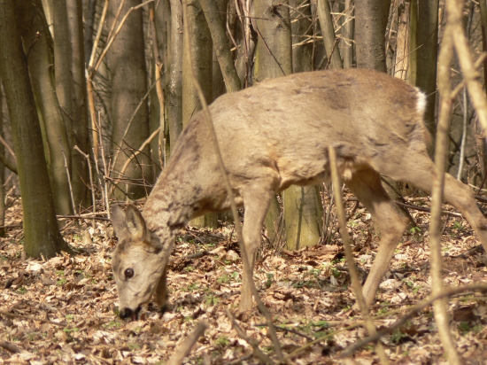 v tesnej blízkosti so srnčou