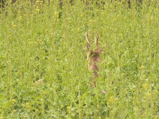 prekvapený  od chrbta