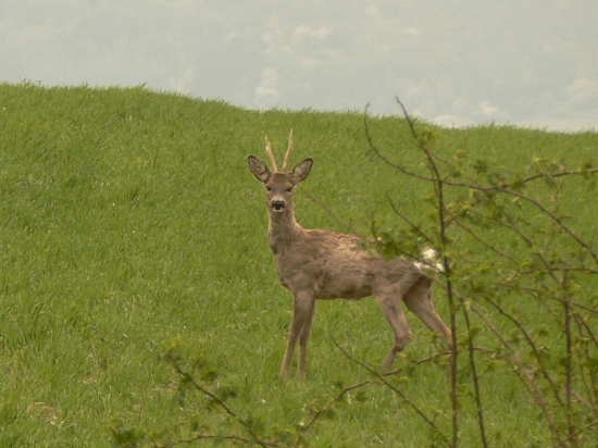 starý známy na obzore