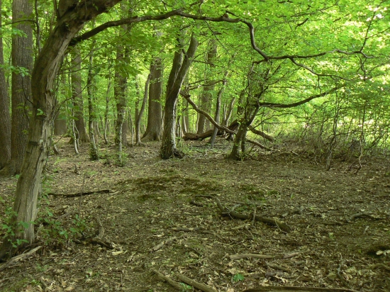 liečivá moc zelenej