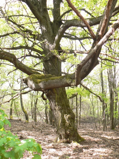 zaujal rastom ramena