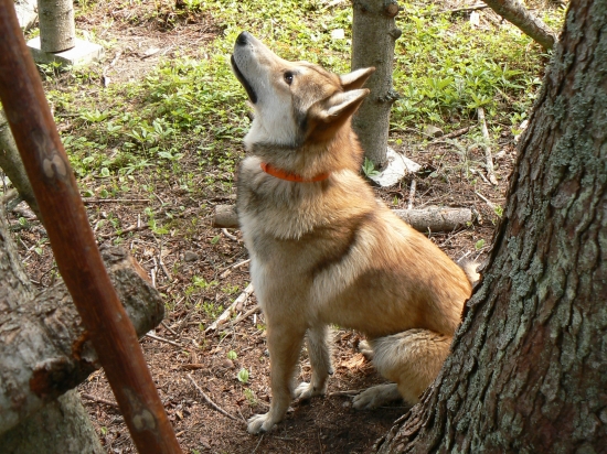 v očakávaní svojho pána