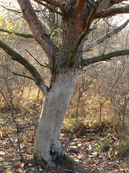 véélmi obľúbený