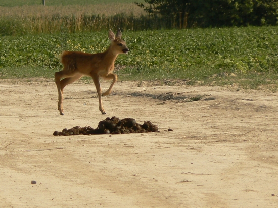 ktorý kôň to tu vy....?
