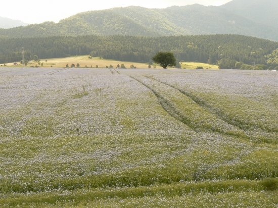 modrou krajinou ľanu